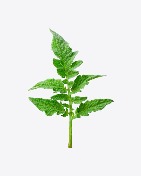 Free Tomato Plant Branch