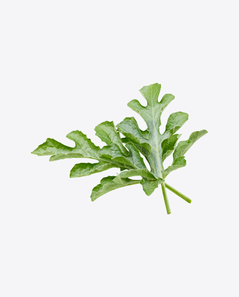Free Watermelon Leaves