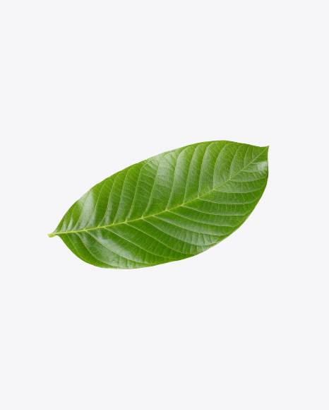 Free Walnut Leaf