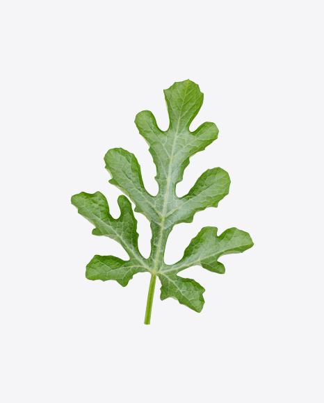 Free Watermelon Leaf