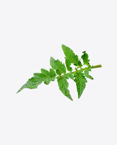 Free Tomato Plant Branch