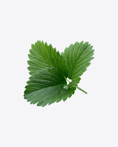Free Strawberry Leaves Branch