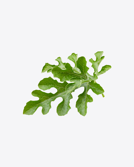Free Watermelon Leaf