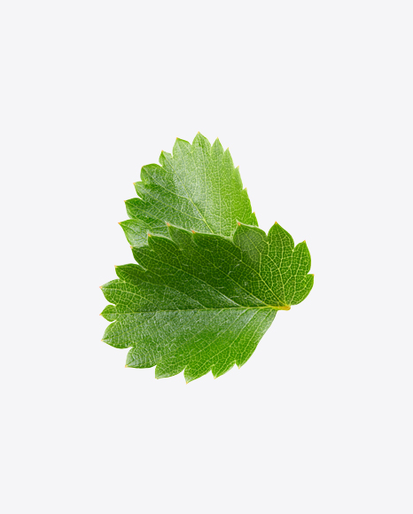 Free Strawberry Leaves