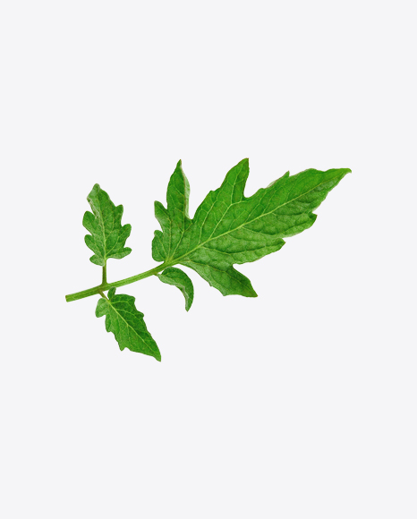 Free Tomato Plant Branch