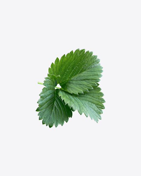 Free Strawberry Leaves Branch