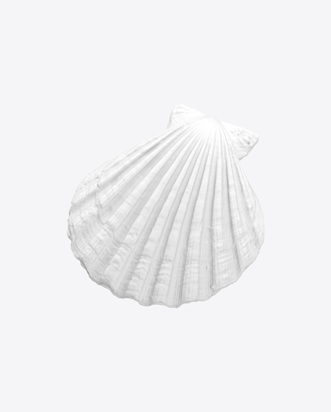 Free Seashell Sculpture