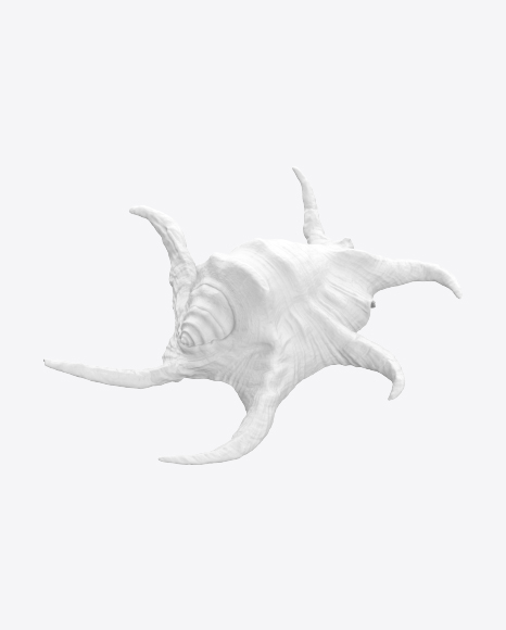 Free Seashell Sculpture