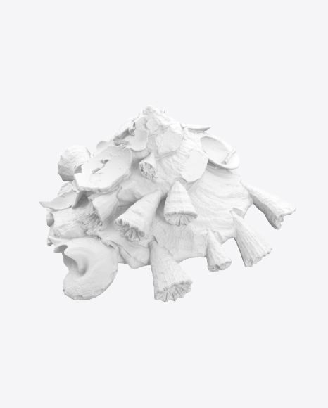 Free Seashell Sculpture