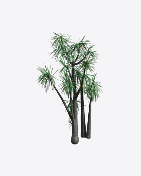 Free Hoary Yucca