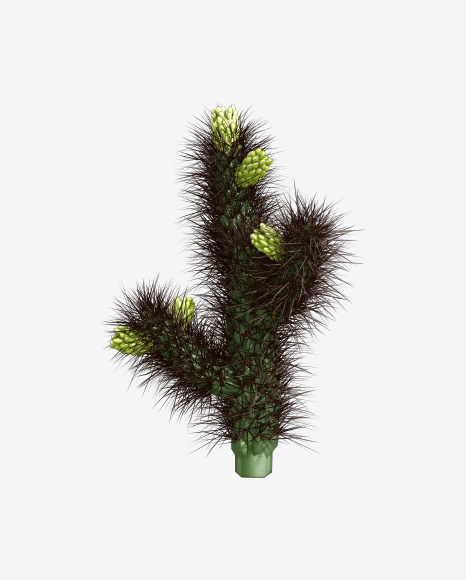 Free Cactus
