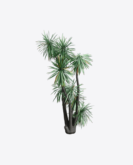 Free Hoary Yucca