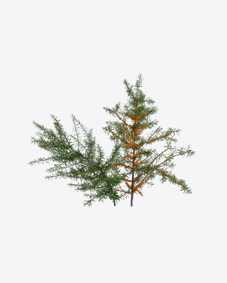 Free Sea-Buckthorn