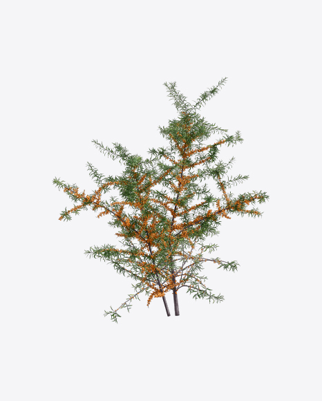 Free Sea-Buckthorn