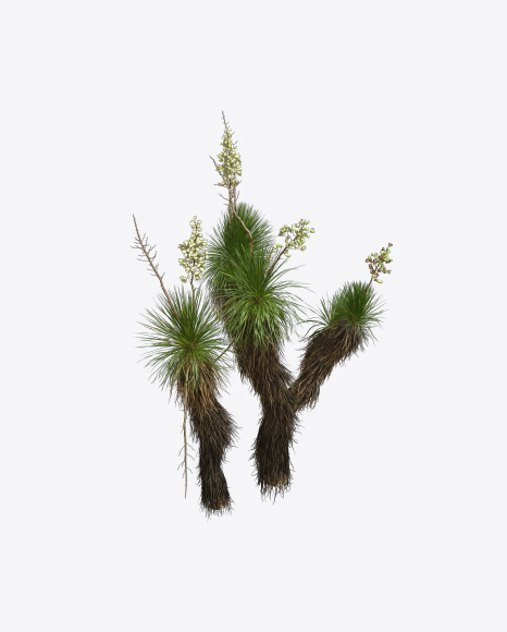Free Yucca Decipiens