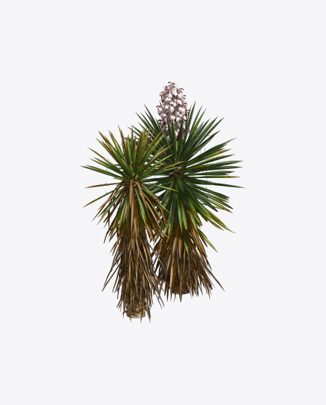Free Yucca Baccata