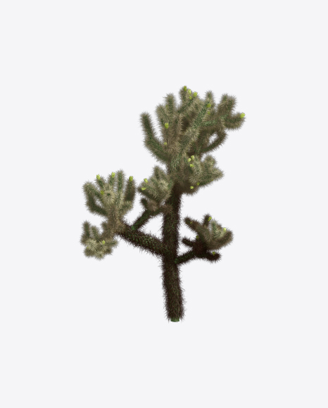 Free Cholla Cactus