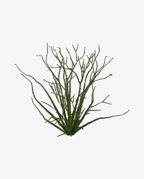 Free Ocotillo Cactus