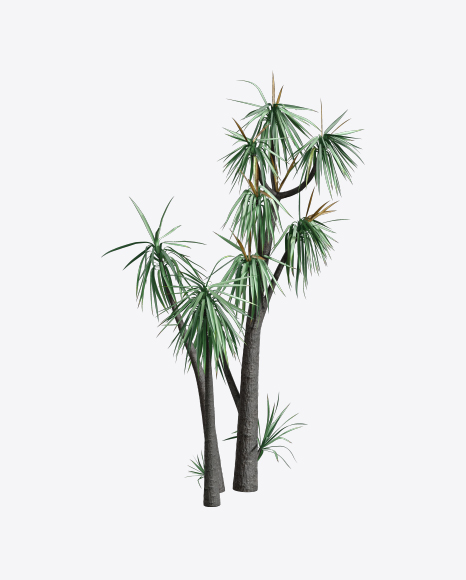 Free Hoary Yucca