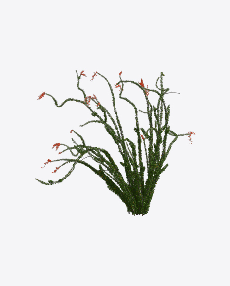Free Ocotillo Cactus