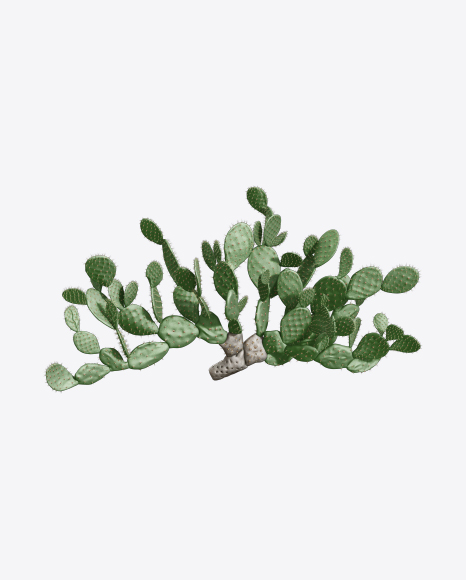 Free Opuntia Cactus