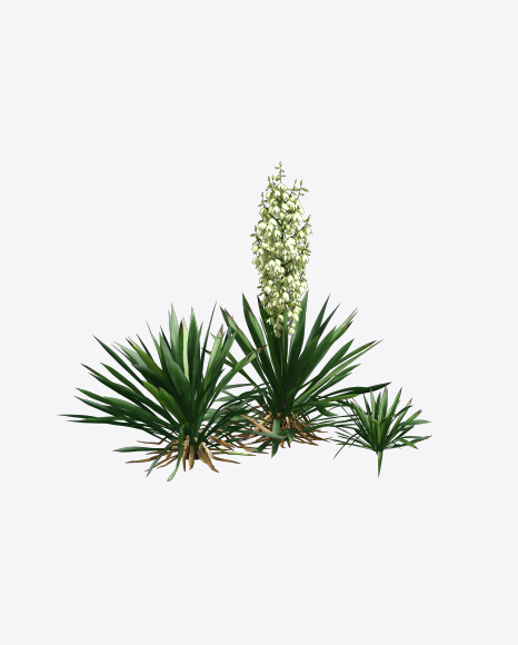 Free Yucca Baccata