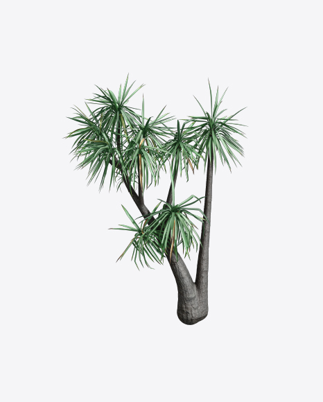 Free Hoary Yucca