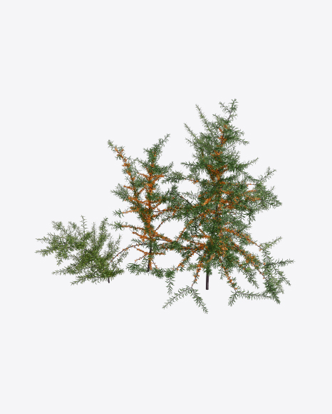Free Sea-Buckthorn