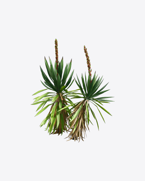Free Yucca Baccata