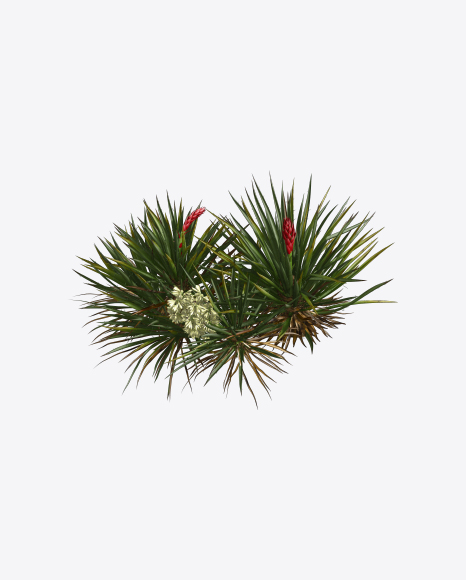 Free Yucca Baccata