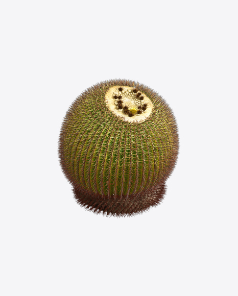 Free Barrel Cactus