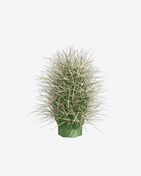 Free Cactus