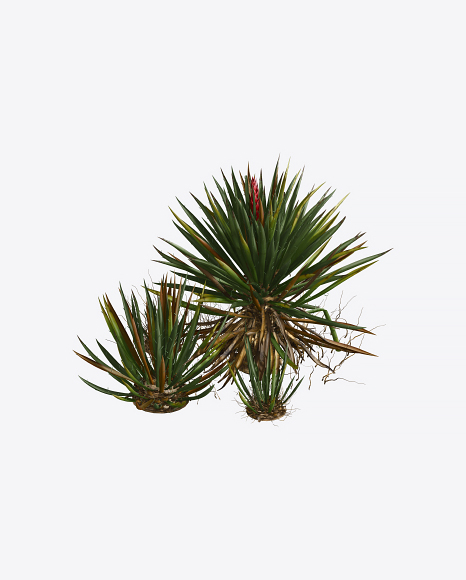 Free Yucca Baccata