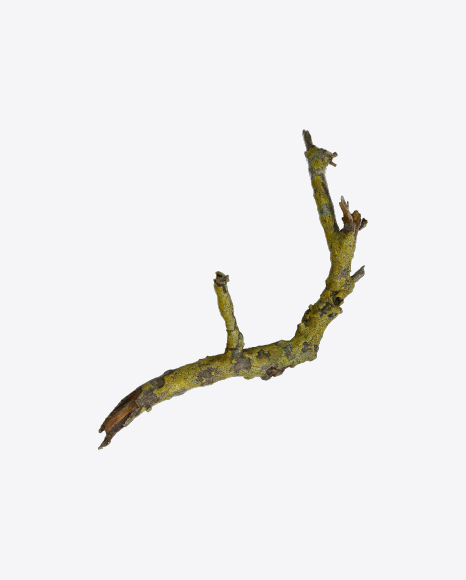 Free Mossy Tree Branch