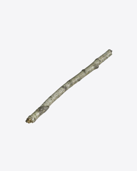 Free Birch Branch