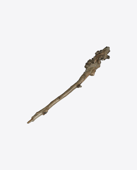 Free Tree Branch