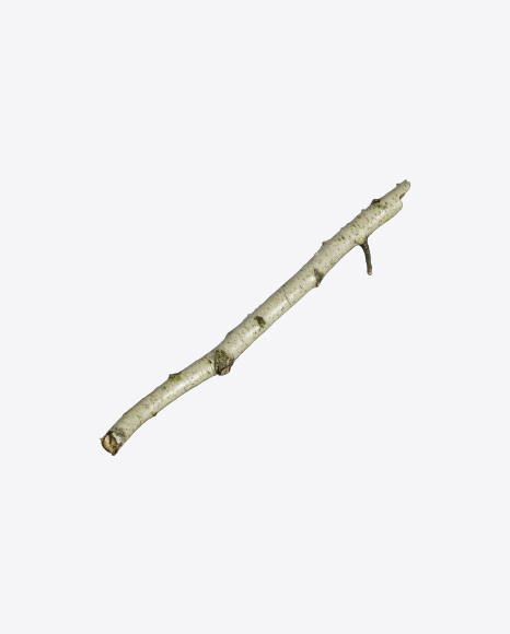 Free Birch Branch
