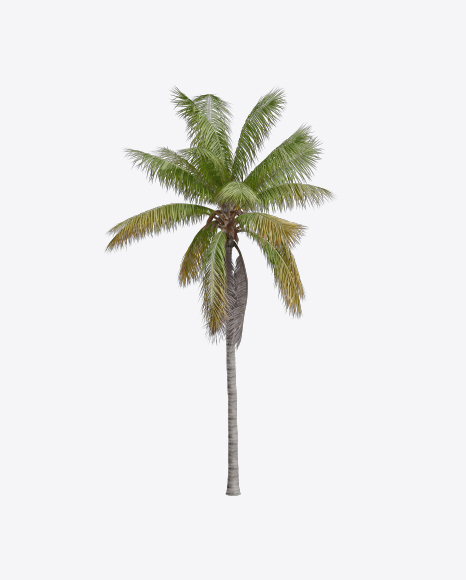 Free Palm Tree