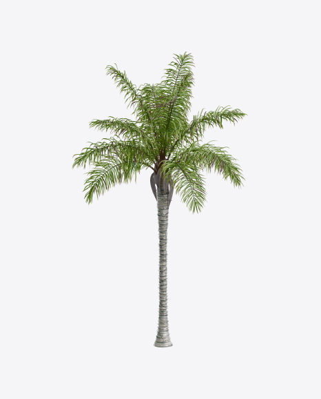 Free Palm Tree