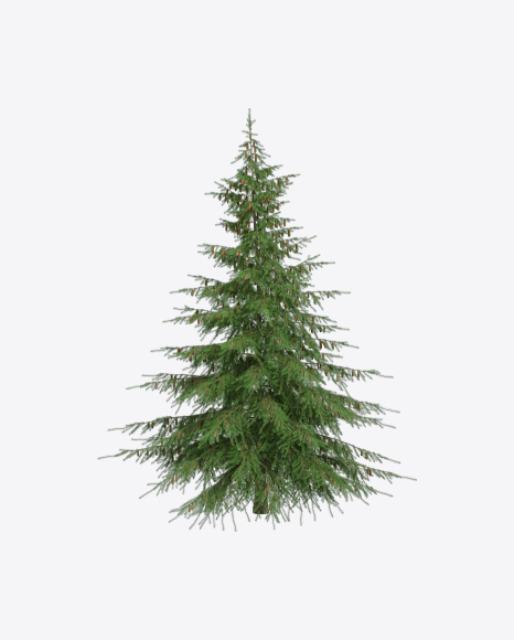 Free Spruce Tree