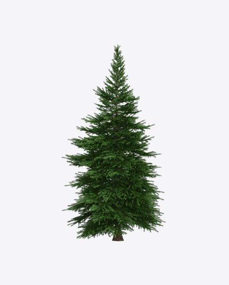 Free Spruce Tree