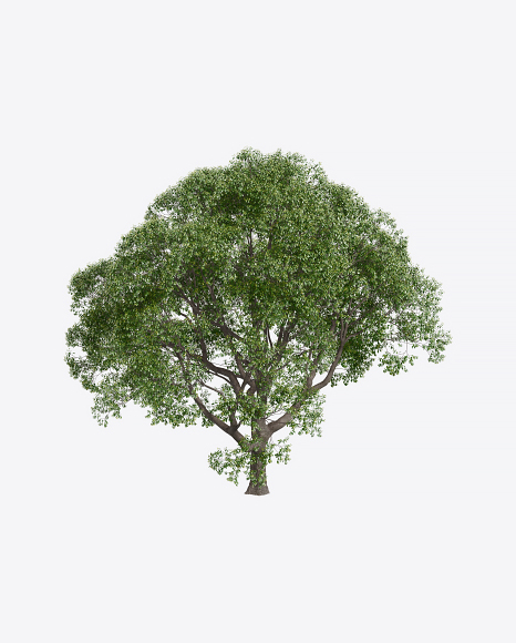Free Laurel Tree
