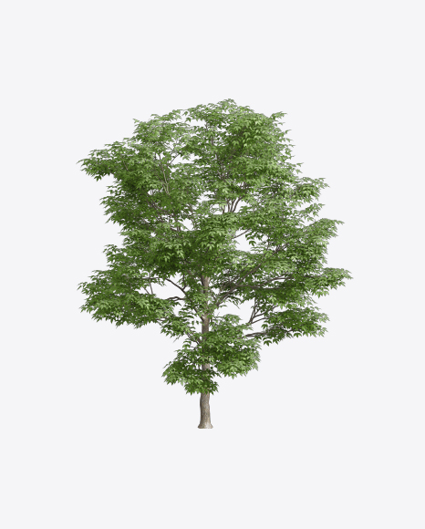 Free Ash Tree