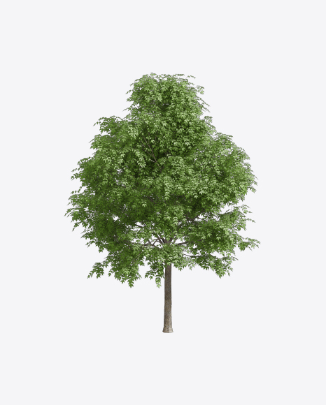 Free Ash Tree