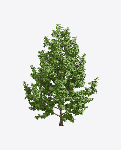 Free Liquidambar Tree