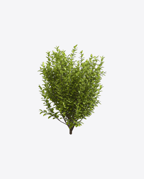 Free Privet Plant