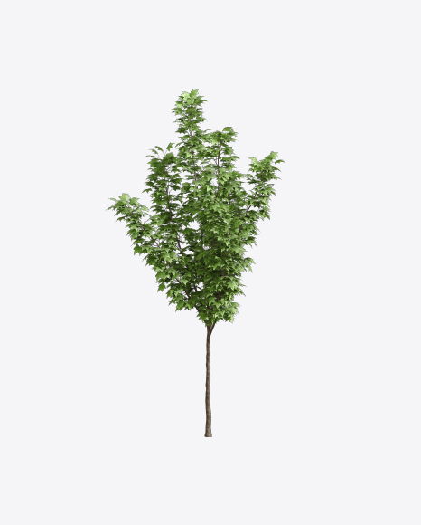 Free Maple Tree