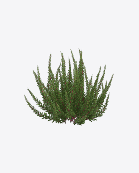 Free Heather Plant