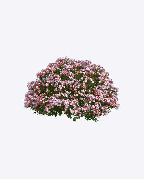 Free Abelia Shrub