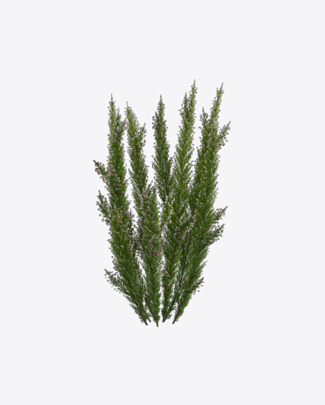Free Erica Tree